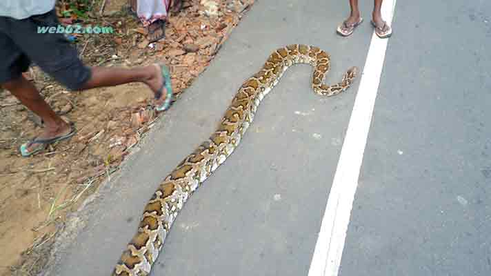 photo Python Snake in Sri Lanka