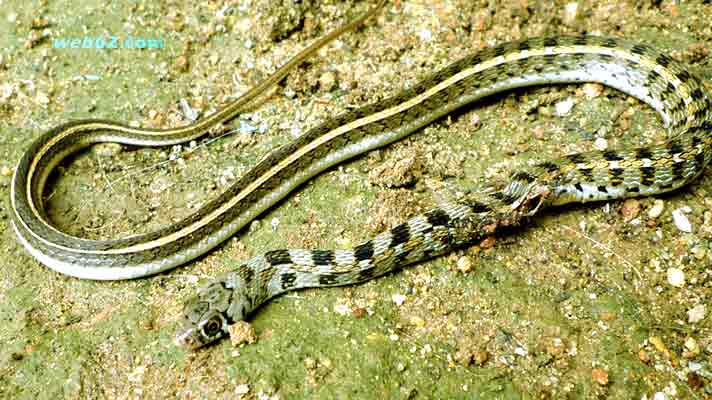 photo viper in Sri Lanka