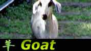 Chinese Horoscope Drew Henson Goat