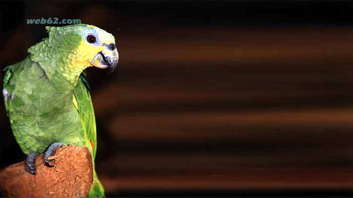 Ara Macaw in Brazil