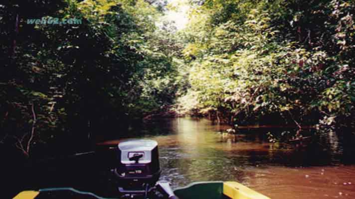 Rio Rio Negro Mangroves