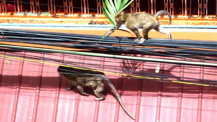 Photo from Phnom Penh Monkeys Monkeys in Phnom Penh