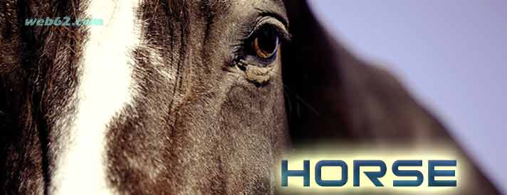 Chinese Horocope Horse symbol