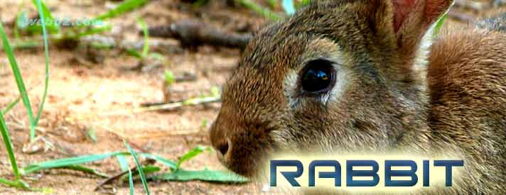 Chinese Horocope Rabbit symbol