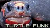 Turtle Funk